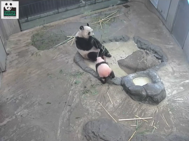 上野動物園の赤ちゃんパンダ初公開 可愛すぎる