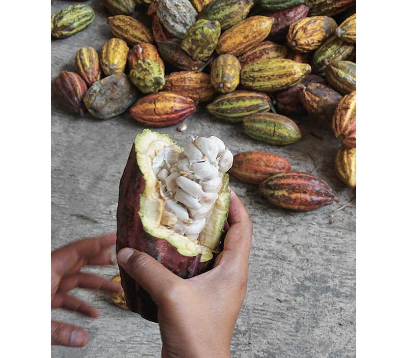 チョコレートってどうやって作るの