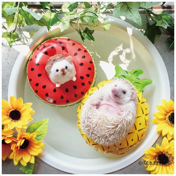インスタで人気のハリネズミ ハリジェニック展18