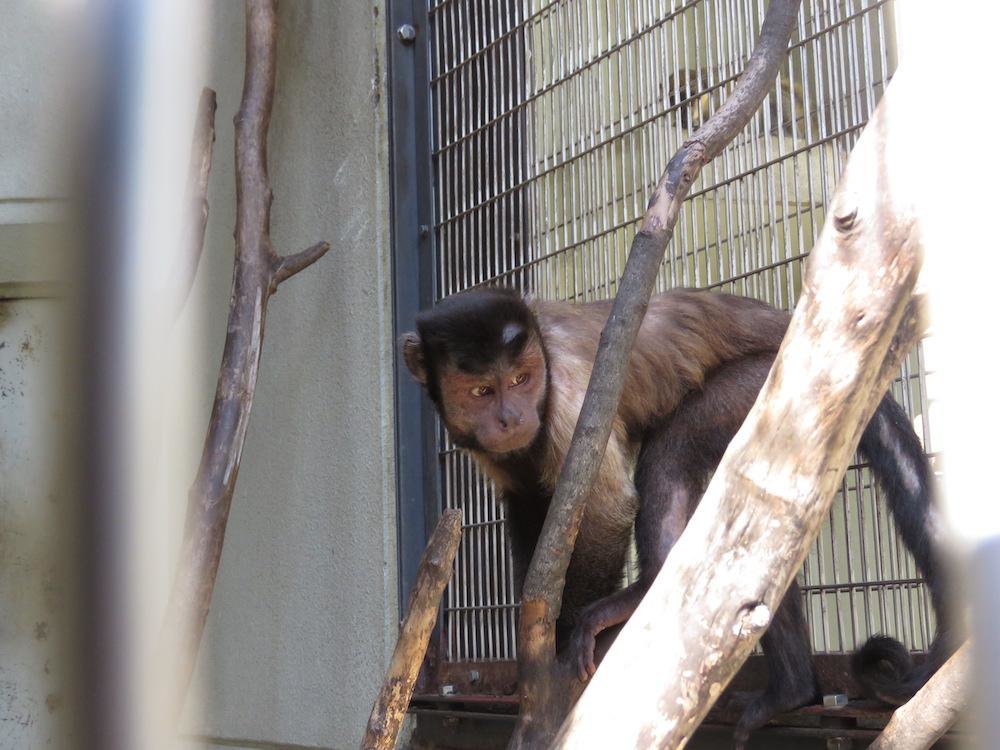 天王寺動物園の楽しみ方 回り方を紹介 動物たちが暮らす大阪都心部のオアシス ウォーカープラス