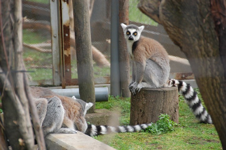 旭山動物園 意外な役割 使い道も 動物しっぽコレクション ウォーカープラス Line News