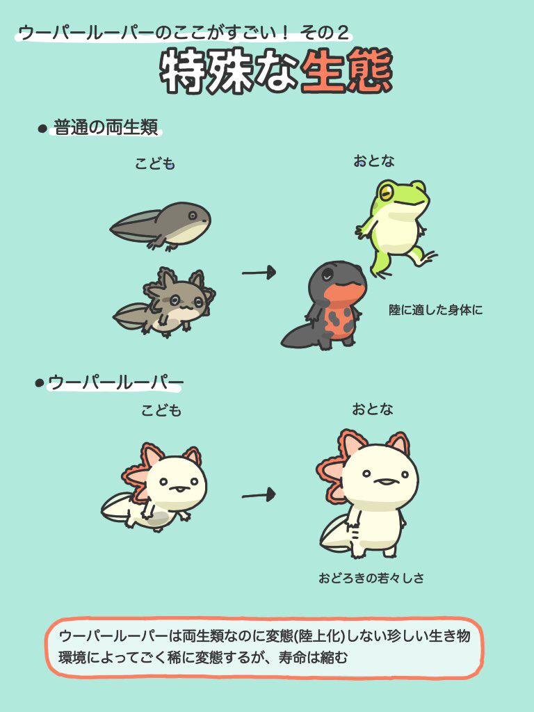 ウーパールーパー愛 大爆発のイラストがtwitterで大人気 知られざる生体もシュールにかわいく解説 ウォーカープラス Line News