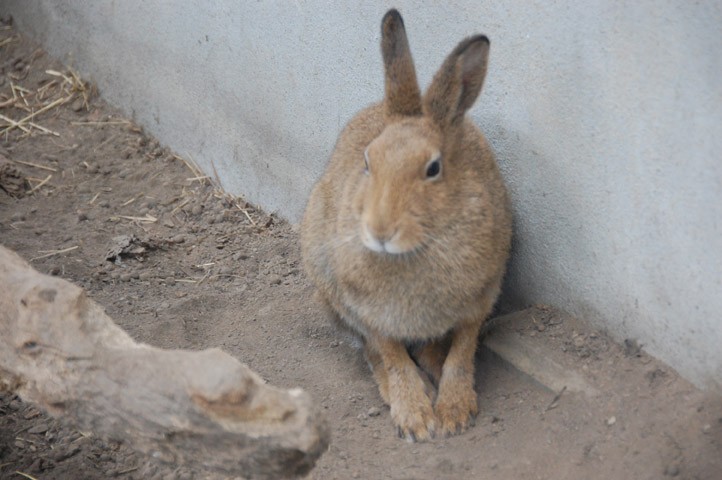 旭山動物園のウサギも 動物たちが自分のフンを食べる理由 ウォーカープラス Line News