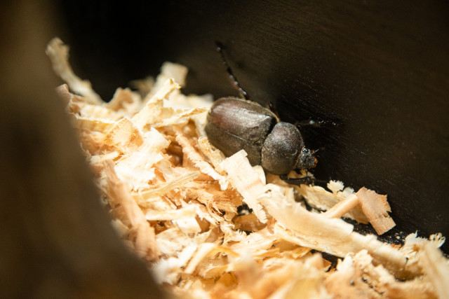 男の子 カブトムシ飼育の達人 哀川翔が語る 昆虫飼育が子育てに活きること ウレぴあ総研 Line News
