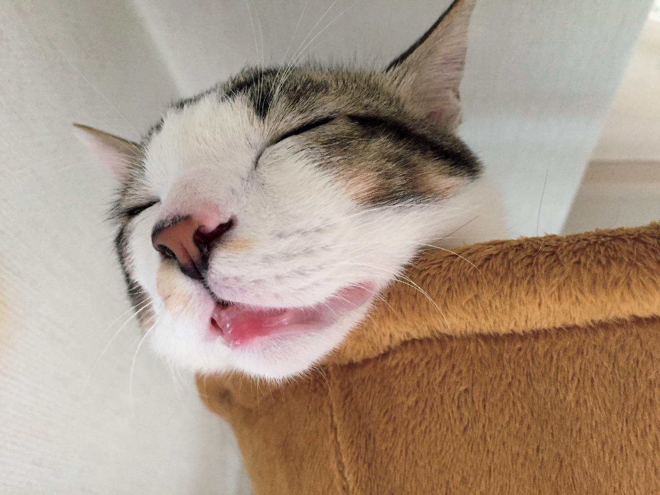 かわいくておもしろい インスタで集めた心が和む猫フォト