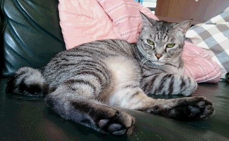 おれの家の庭が猫であふれとる 荒れる 怒りのサニ ファンファン福岡 Line News