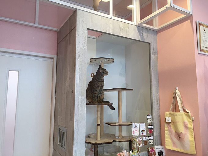 油 を ひく しく