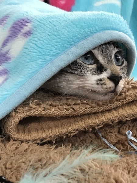 獣医師が解説】「猫のてんかん」原因から対処法まで