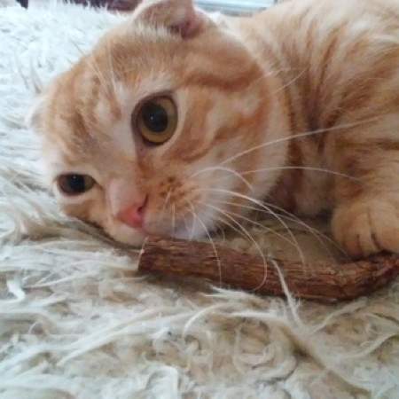 いつ どれだけ与える 猫の二大好物 またたび ねこ草 いつ どれだけ与える 猫の二大好物 またたび ねこ草