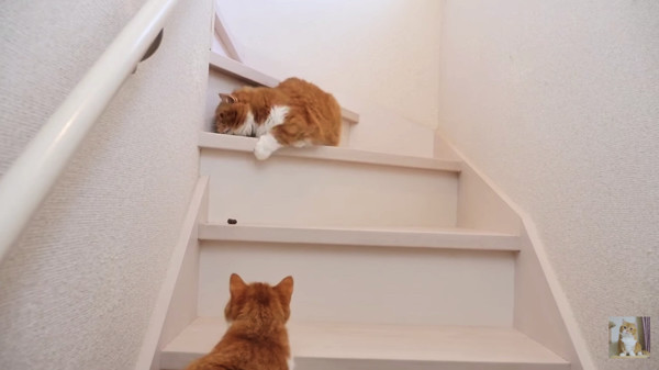 猫の咳の原因となる病気｜ワクチン接種の予防策について (ねこのきもち 