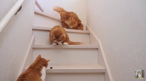 猫の咳の原因となる病気｜ワクチン接種の予防策について (ねこのきもち 