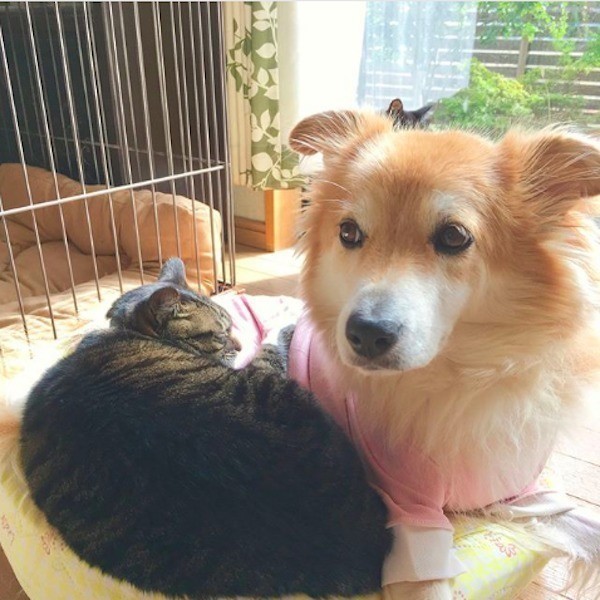 猫のいびき 人とは違うの 病気との関連や原因 対処 猫のいびき 人とは違うの 病気との関連や原因 対処