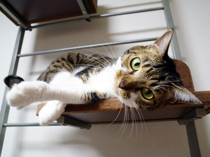 猫と飼い主さんの体形や性格は似る 猫と飼い主さんの体形や性格は似る