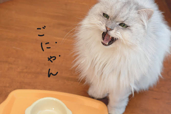 猫の寝る 乗る 鳴くの行動に隠されたホンネ知ってる 猫の寝る 乗る 鳴くの行動に隠されたホンネ知ってる