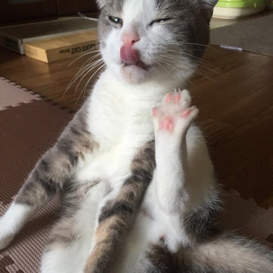 約半数もの飼い主さんが共感 猫あるある で第1位のエピソードは 約半数もの飼い主さんが共感 猫あるある で第1位のエピソードは