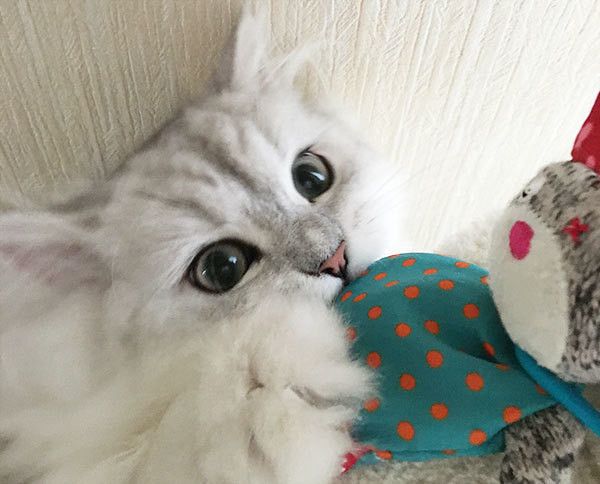 これじゃなかったか 買って失敗した猫グッズ あるある ねこのきもちnews