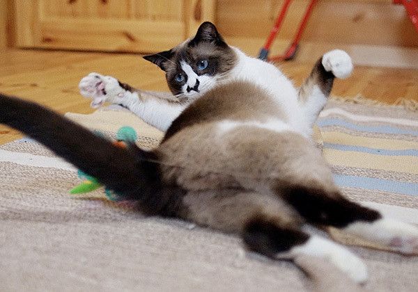 人とは異なる骨格を科学的に解明！ 猫の体の仕組みに迫る