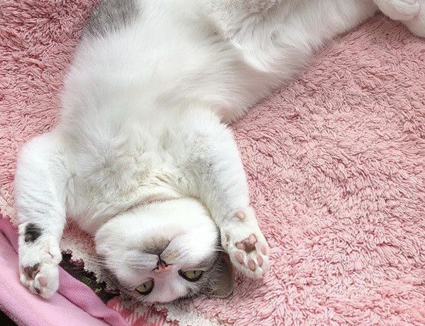 人とは異なる骨格を科学的に解明！ 猫の体の仕組みに迫る