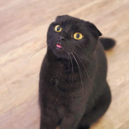 チョロ見えu201dがかわいい猫の舌、その知られざる秘密は？