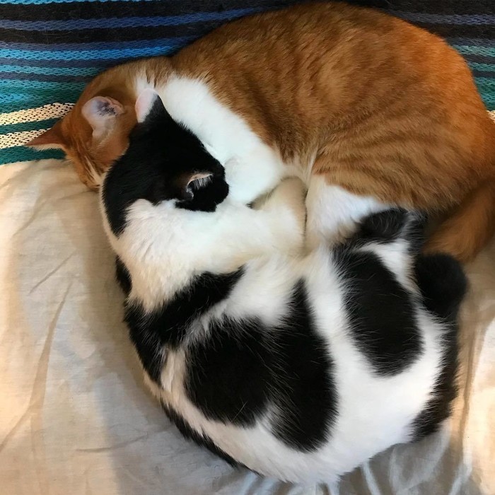 猫と飼い主さんの体形や性格は似る 猫と飼い主さんの体形や性格は似る