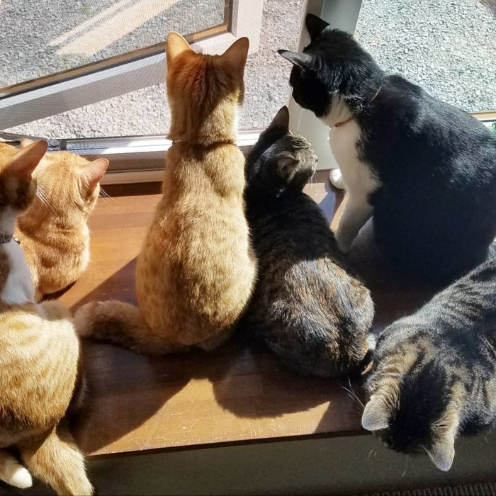 猫と飼い主さんの体形や性格は似る 猫と飼い主さんの体形や性格は似る