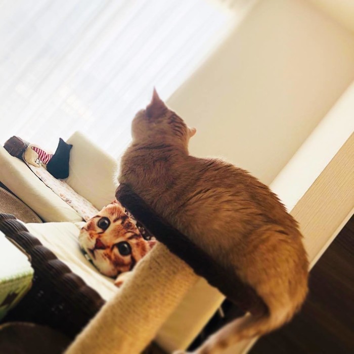猫と飼い主さんの体形や性格は似る 猫と飼い主さんの体形や性格は似る