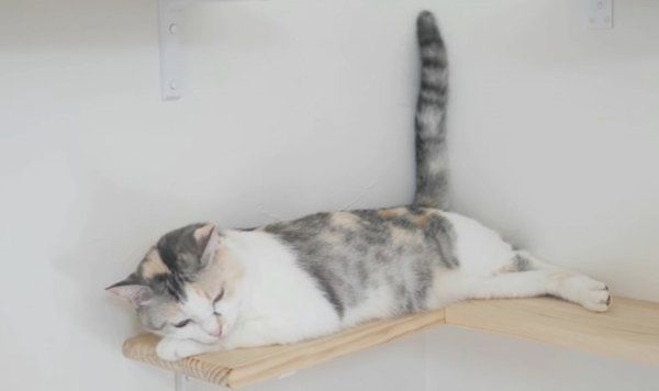 人とは異なる骨格を科学的に解明！ 猫の体の仕組みに迫る