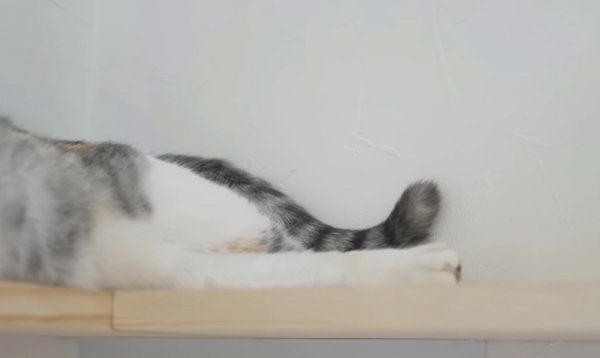 人とは異なる骨格を科学的に解明！ 猫の体の仕組みに迫る