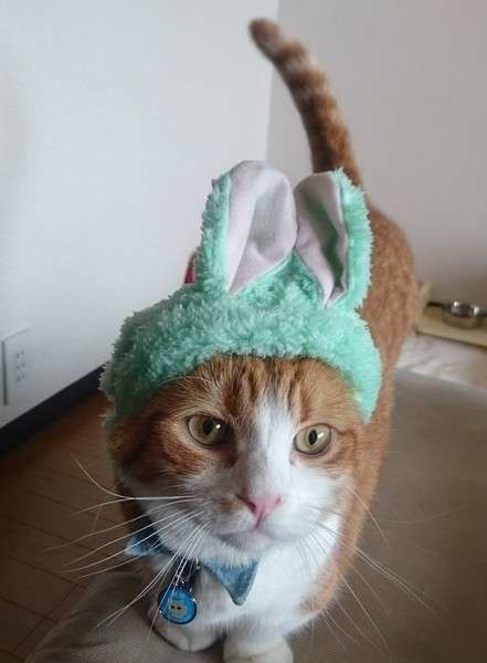 猫がうさぎに変身 キュートな ねこうさぎちゃん たちをご紹介