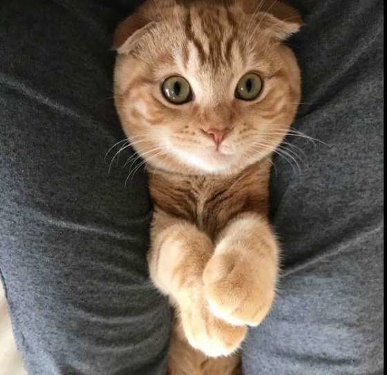 人にもうつる 危険なの 寄生しやすい ダニ 4種類とは