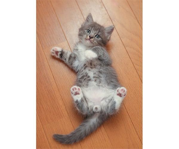 知ってる？ 人には聞こえない猫の「無音鳴き」