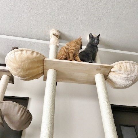 愛猫のために猫グッズを手作りする人 増えています