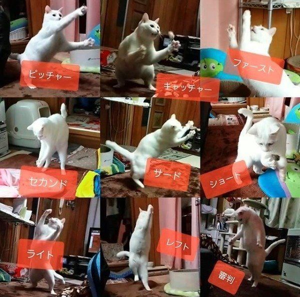 人とは異なる骨格を科学的に解明！ 猫の体の仕組みに迫る