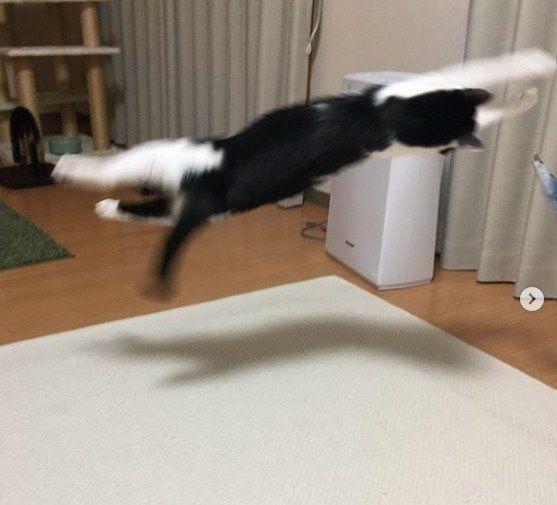 人とは異なる骨格を科学的に解明！ 猫の体の仕組みに迫る