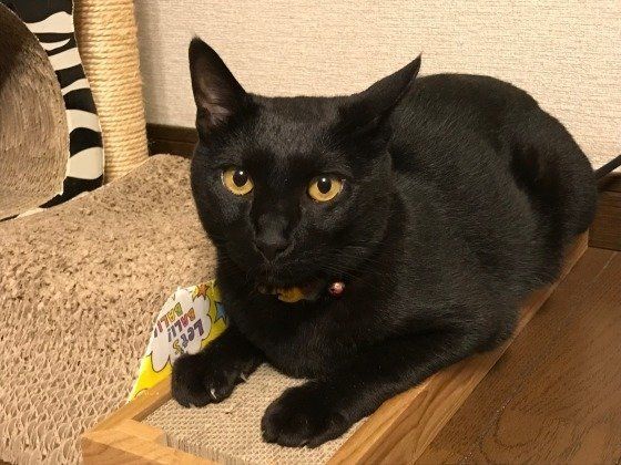 人とは異なる骨格を科学的に解明！ 猫の体の仕組みに迫る