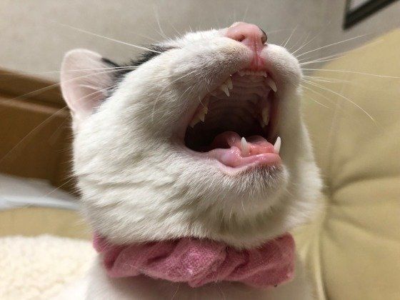 人とは異なる骨格を科学的に解明！ 猫の体の仕組みに迫る
