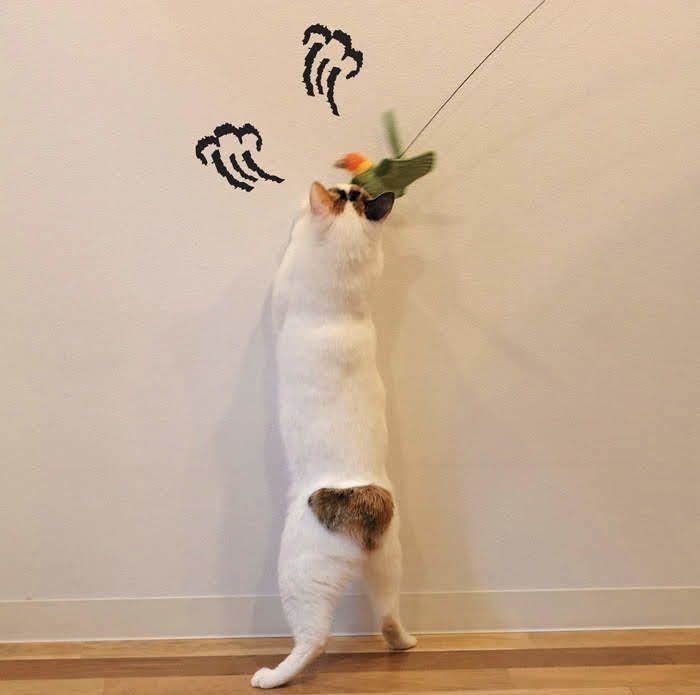 猫が雷を怖がるのはなぜ? 不安にさせないためにできること