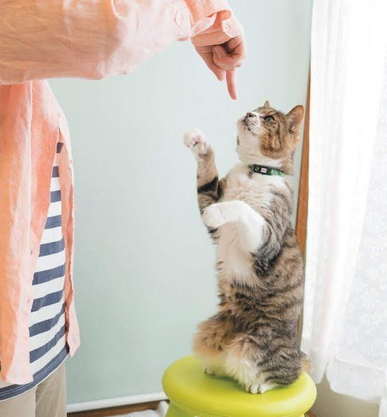 愛猫とハイタッチできるコミュニケーション法(ねこのきもちNEWS) 愛猫とハイタッチできるコミュニケーション法(ねこのきもちNEWS)