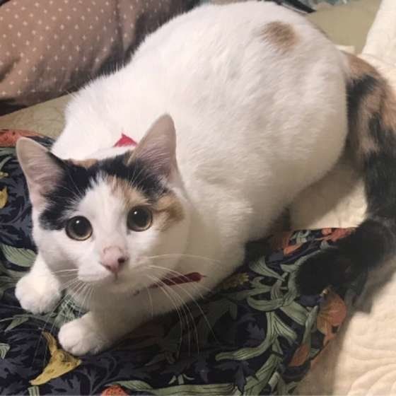 愛猫と一緒に移動。電車に乗るときのポイントは？