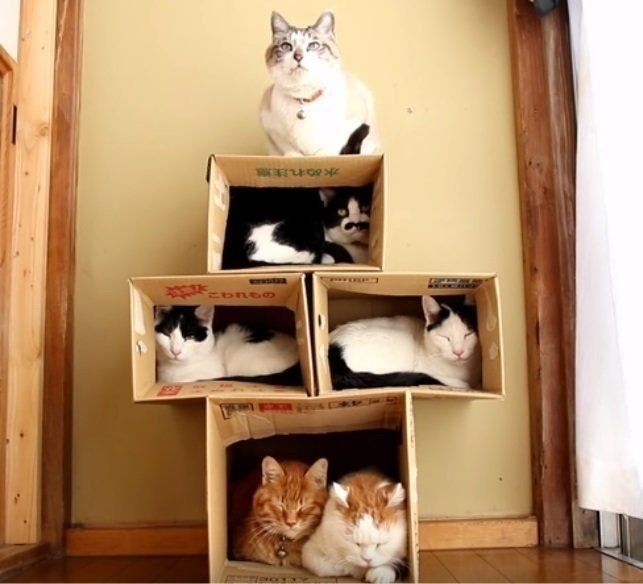 箱でできた猫マンション 絶妙なバランス感覚がすごい 箱でできた猫マンション 絶妙なバランス感覚がすごい