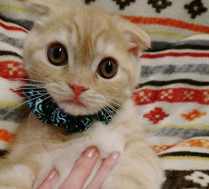 ちょっとしたおしゃれに ダイソー 猫の首輪シュシュ