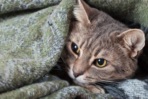 猫の臭いおならの原因は 病気の可能性もあるって本当 ねこのきもちnews