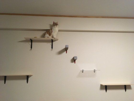 怯えている猫が見せる６つの行動と気を付けること