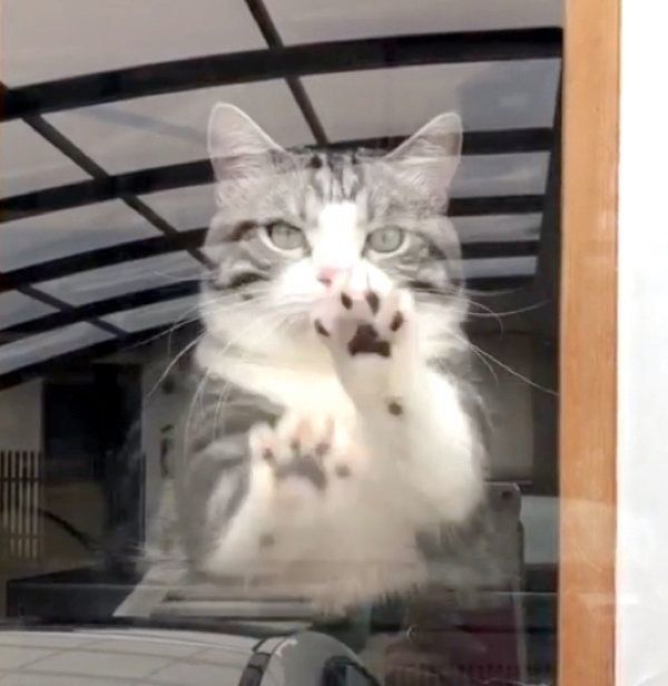 理由を知ってもっと充実♡飼い猫ならではの「好きなコト」