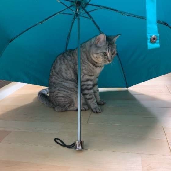 猫好き必見 Cat が出てくる英語のことわざ 慣用句5選