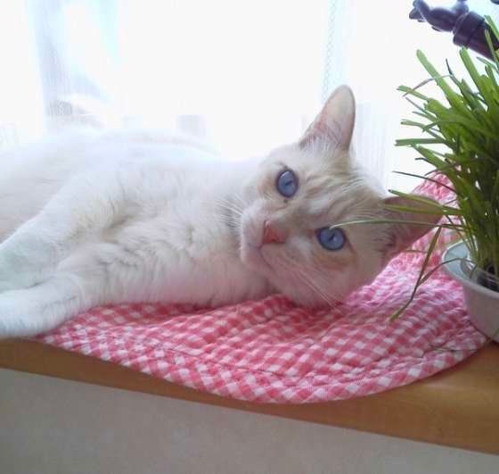 猫草は単なる嗜好品 猫草を食べる理由と意識したい与え方