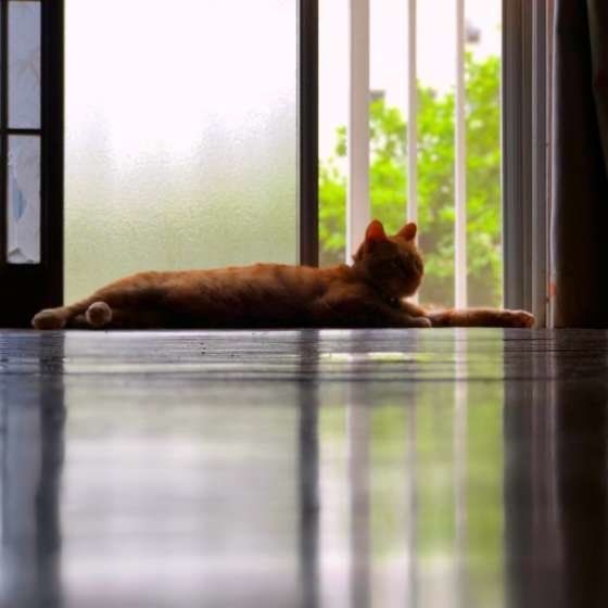 猫に長生きしてもらうための年齢に合わせた飼い方