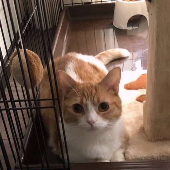 猫のキャリーは必需品！その理由と慣らし方、選び方
