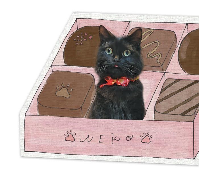 こんな水を飲ませても大丈夫？猫にまつわる「水のウワサ」