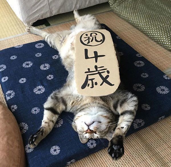 かわいい バンザイ寝 が見事すぎる猫の写真5選 ねこのきもちnews